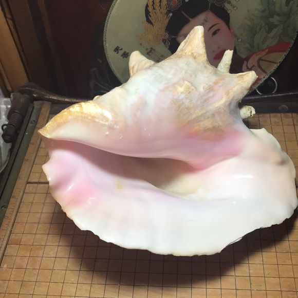 Extra Large Conch Shell Slit Harvest Hole Rustic Surface 9.5”Lx8.25”Wx5.75”H - Picture 9 of 12